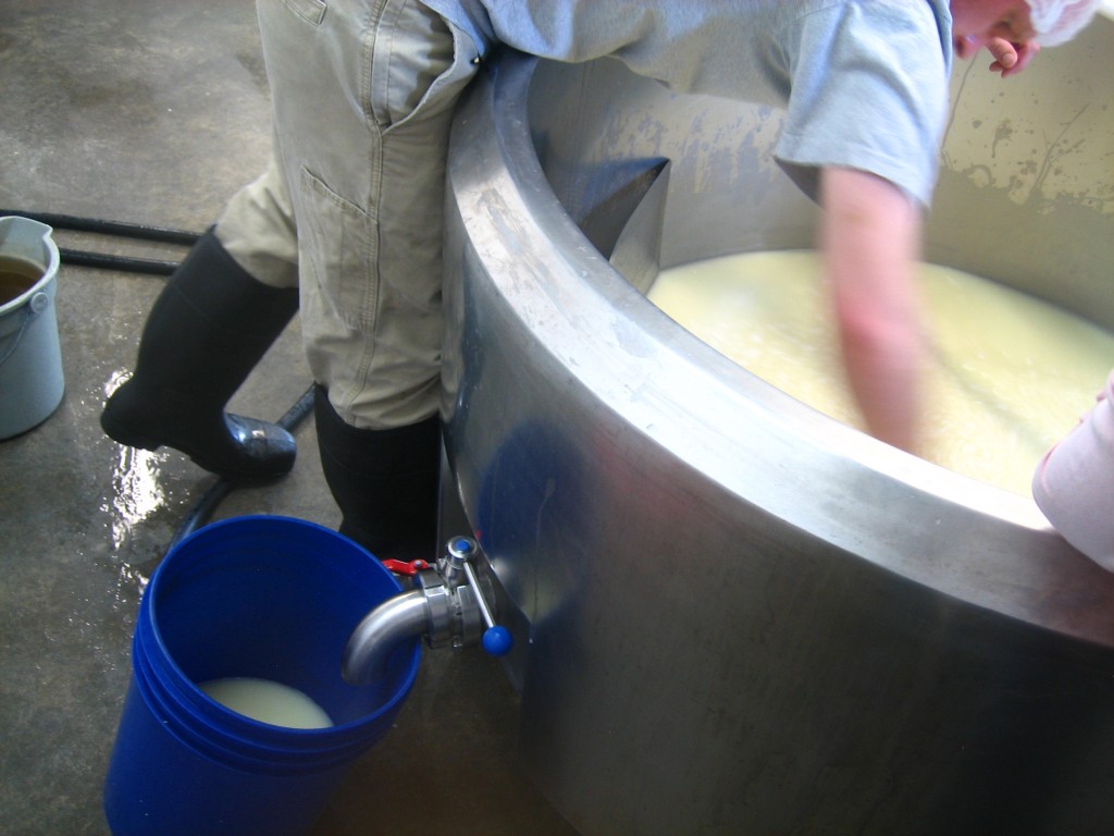 Douglas Ginn / Cheesemaker / Pampered Cow Creamery at Twin Maple Farm