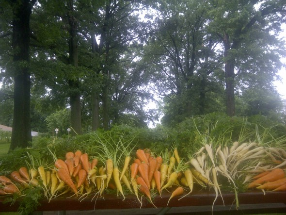 Gabriel Hahn / Farm Manager / Seeds of Hope Farm