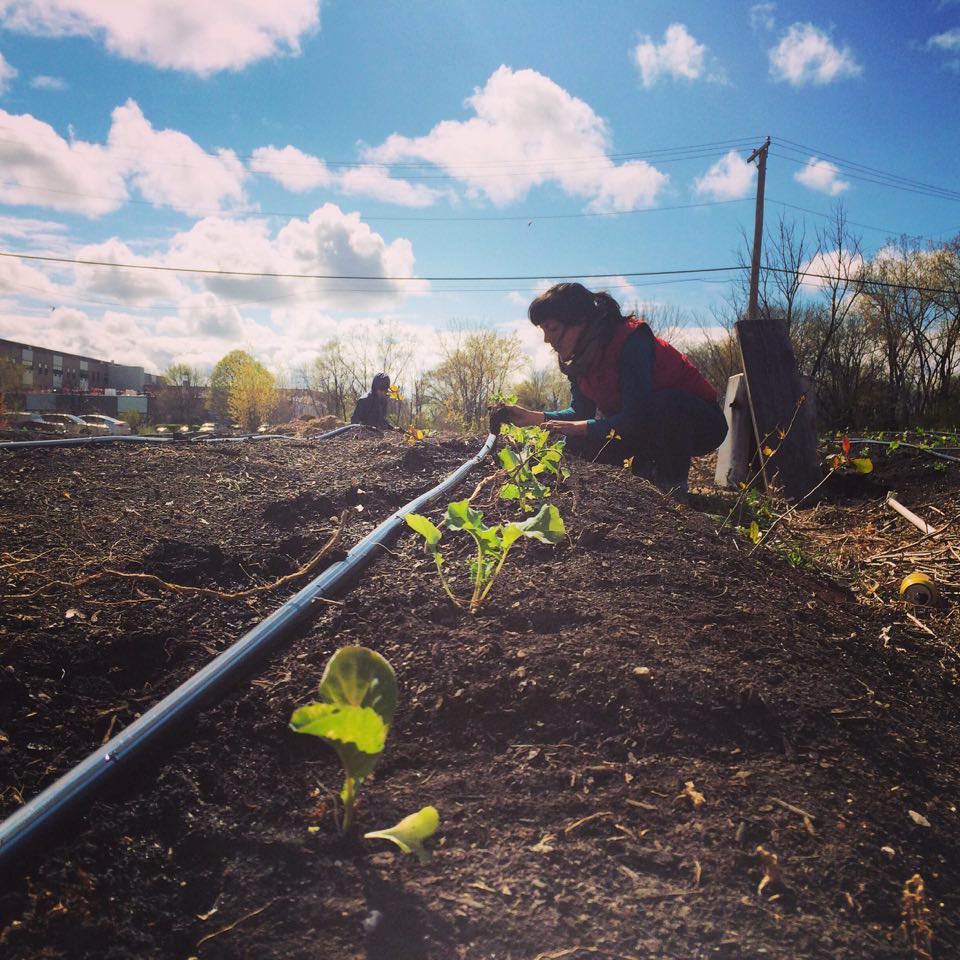 Isabel Rodriguez-Vega / CSA Coordinator / Urban Canopy