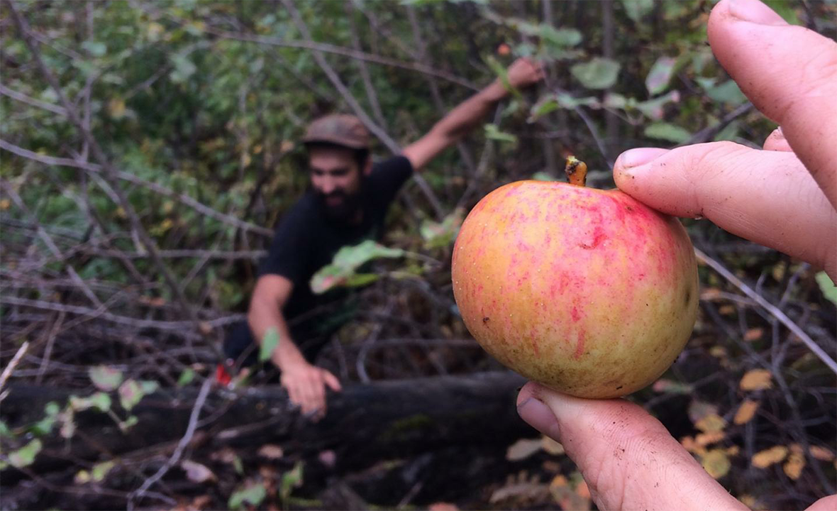 Matt Kaminsky / Apple Specialist / Gnarly Pippins