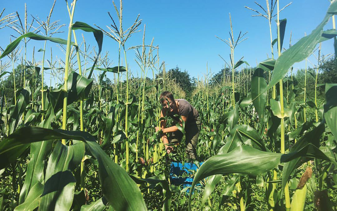 Rachel Stievater / Farm Manager and Co-Director / UVM Farmer Training Program