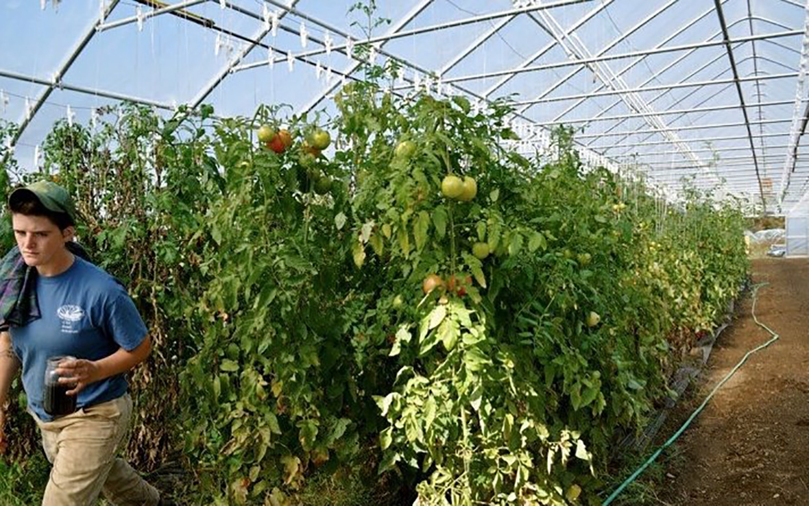 Layton Guenther / Farm Manager / Quail Hill Farm, Peconic Land Trust