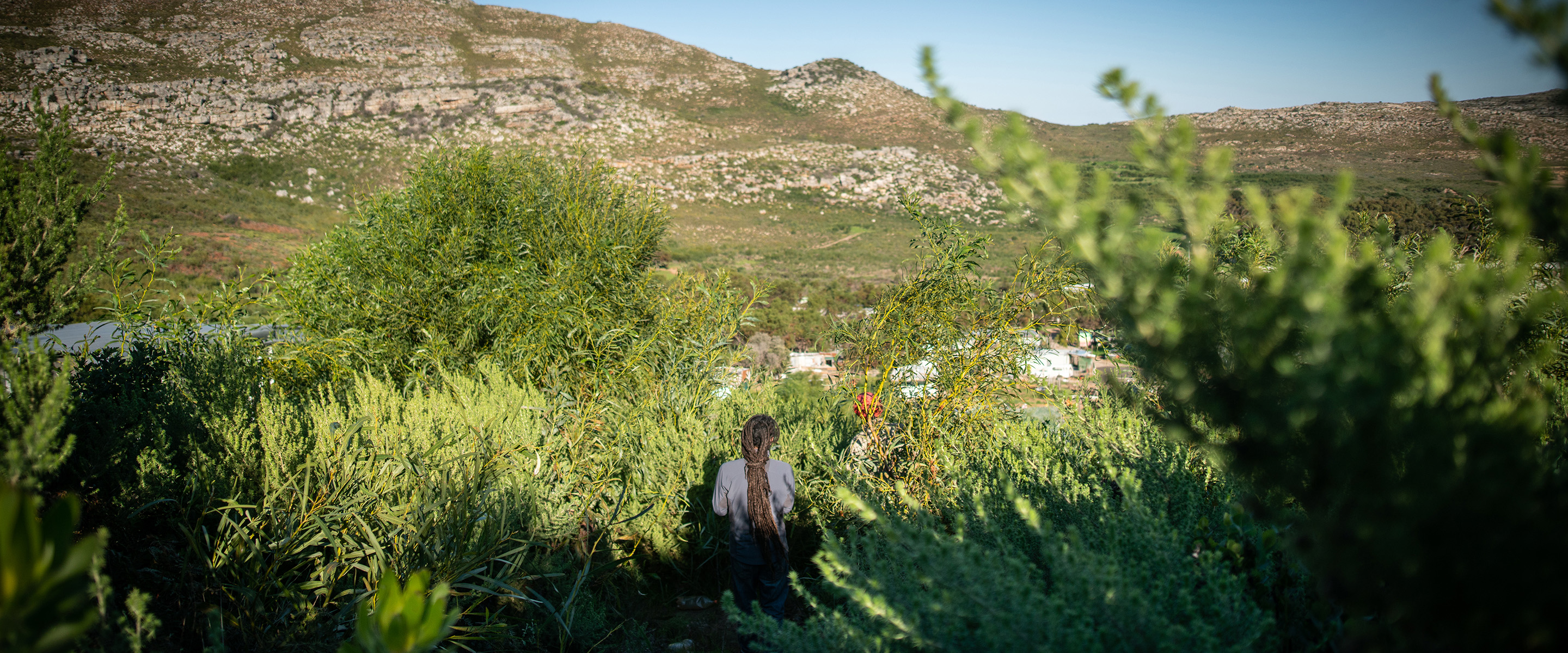 Carlo Randall: Planting Seeds Against Biopiracy in South Africa’s Western Cape