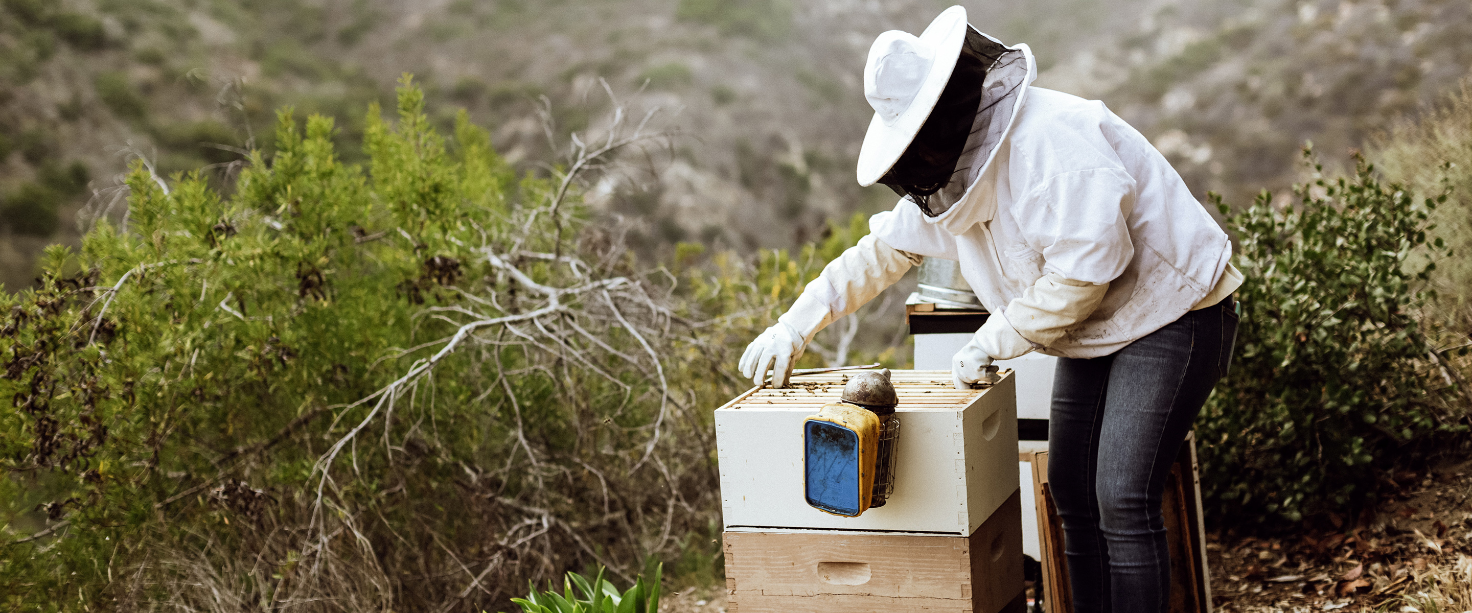 The Teachings of Bees: Harvesting Knowledge & Community in Orange County