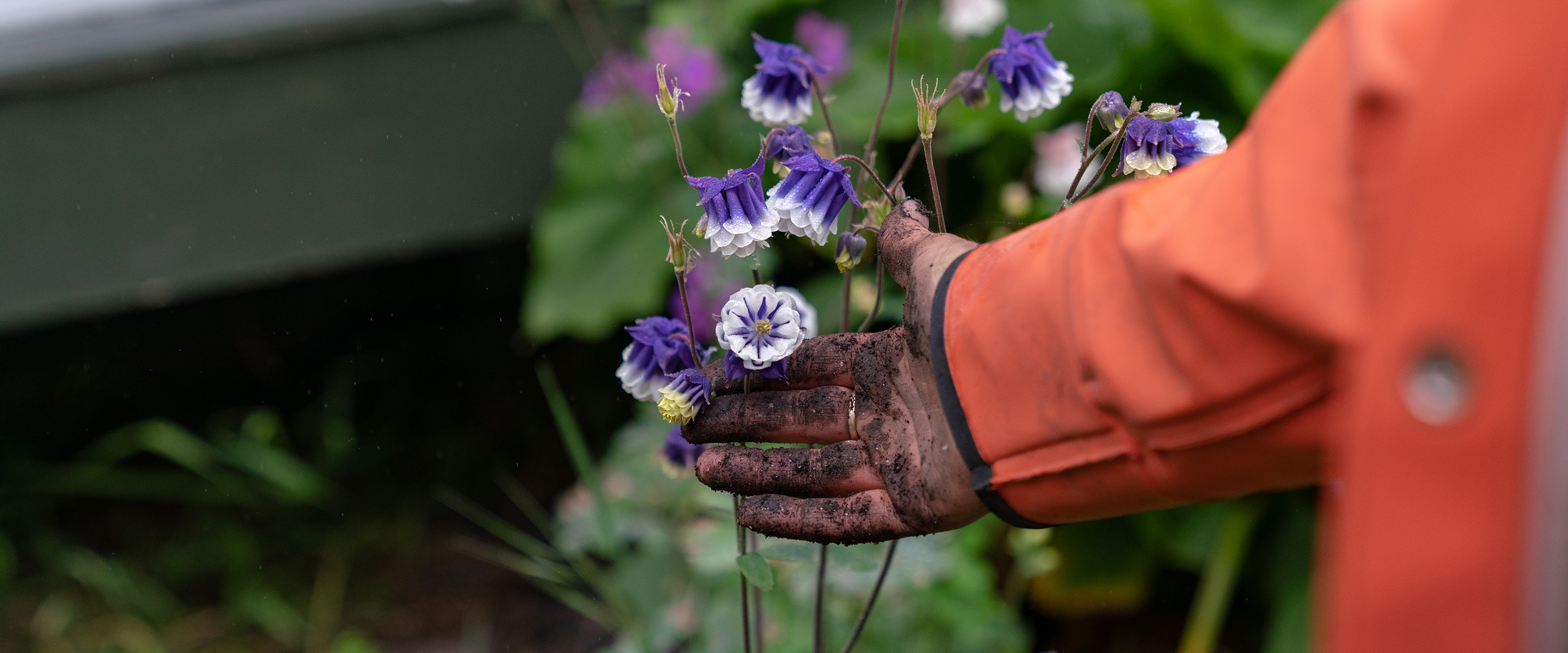 In Full Bloom: Flower Farming and the Roots of a Growing Movement