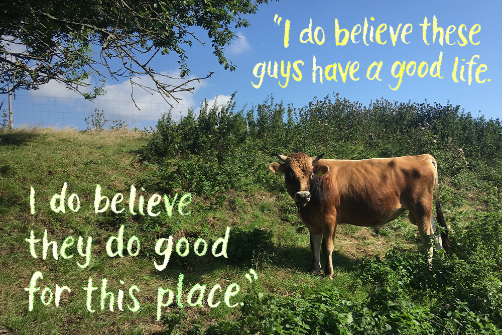 Photograph of a male jersey cow in a field with scrub brush above and below, and the branches of a tree blowing in the wind from the left side of the frame. Hand drawn text overlaid on the image reads: "I do believe these guys have a good life. I do believe they do good for this place."