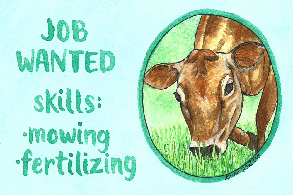 Water color illustration of an adult jersey cow grazing over blades of grass. Hand painted text reads: "Job Wanted. Skills: mowing, fertilizing."
