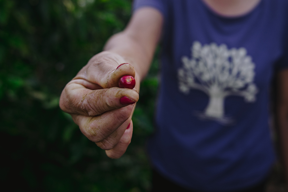 Pinched in the fingers of one of the coffee producers, a bright red coffee berry matches her red nail polish, and the blurred image of her blue t-shirt with the design of a white tree is visible in the background.