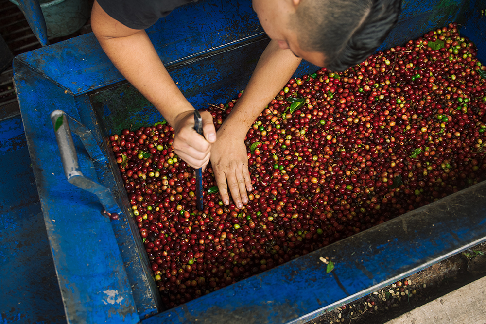 A worker leans over a blue painted metal container filled with coffee cherries and uses a thin, flat metal yardstick to measure the volume of the container.