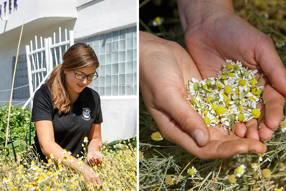 In front of the Birth Center, Isabella Alesandrini sits before a bed of bright yellow and white camomile flowers. Her light brown pony tail is pulled over her shoulder and black framed eyeglasses help her to see the tiny flowers. To the right, an image of her hands cupping the harvested flowers.