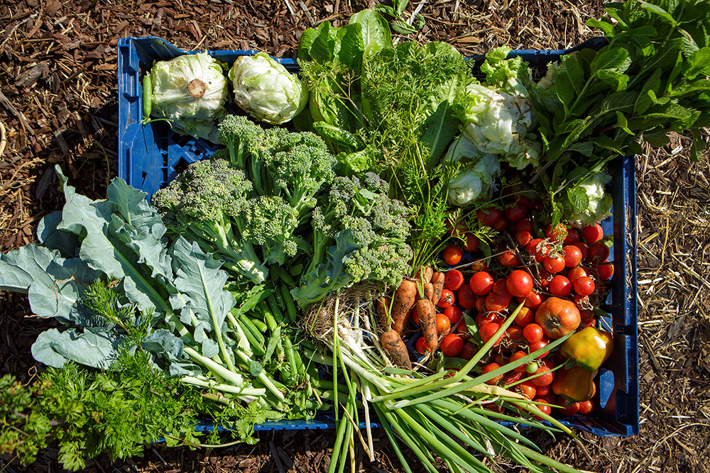 From above, a blue plastic crate of vegetables against the wood chips on the floor of the garden, including broccoli, scallions, bright red cherry tomatoes, cabbages, and herbs.
